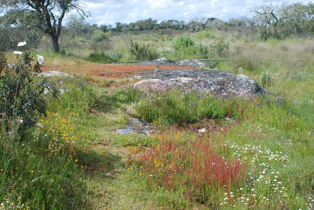 Bubulcus And Bolotas - Off Grid Nature Holiday Home Vimieiro  Buitenkant foto